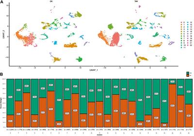 Single-cell transcriptome analysis reveals a cellular immune response in freshwater dark sleeper (Odontobutis potamophila) after infection with Aeromonas veronii